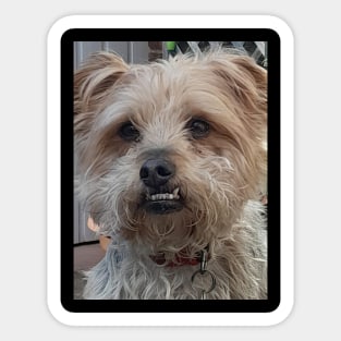 cute dog smiling Sticker